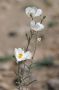 Baja05 - 361 * Desert poppy